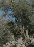 nuh_tufani.webp