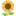 1f33b.webp