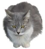 0_7c088_de725a23_L.webp