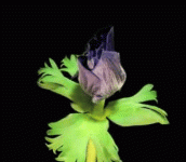 0_8ce29_16299125_L.gif