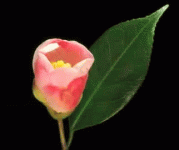 0_8ce36_eb76c23c_L.gif
