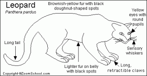 İngilizce Hayvan Tanıtımı - Leopar