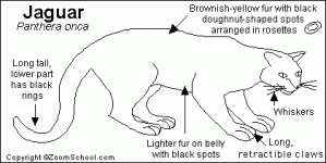 İngilizce Hayvan Tanıtımı - Jaguar
