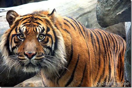 sumatran-tiger-3_thumb%5B2%5D.jpg